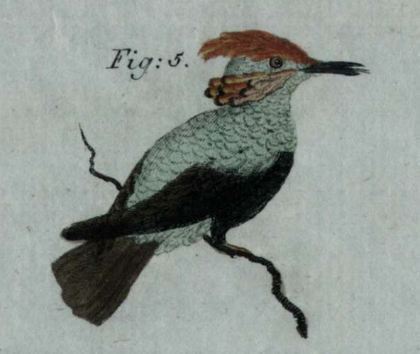 Geputzter Kolibri