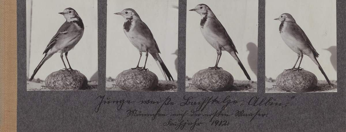 Photographs of a wagtail, 1912