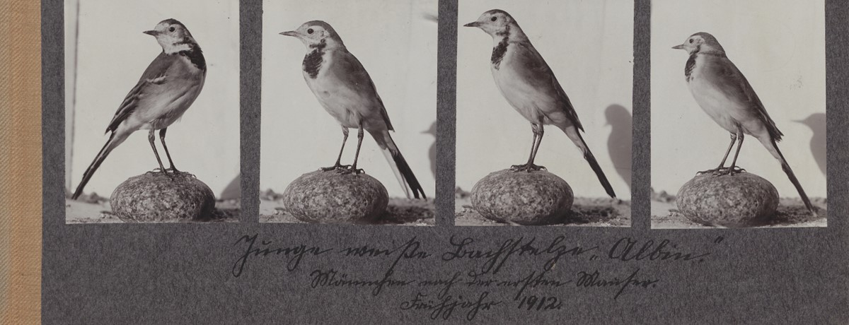 Photographs of a wagtail, spring 1912, estate Oskar Heinroth