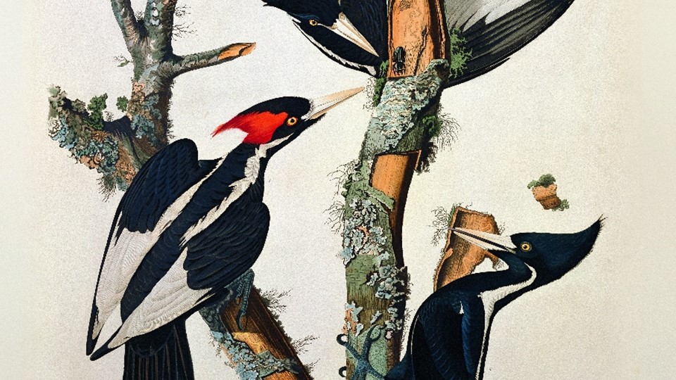 The birds of America drawn from nature and published by John James Audubon 1827-1829